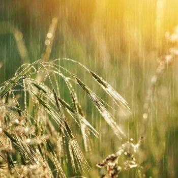 A Hidden Wholeness